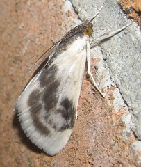 Cliniodes ostreonalis