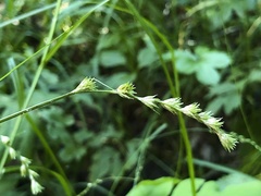 Carex projecta