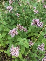 Origanum vulgare