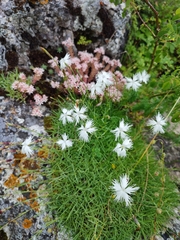 Dianthus spiculifolius