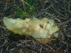 Phallusia mammillata