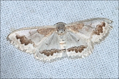 Dithalama cosmospila