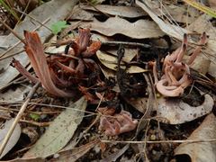 Clavulina vinaceocervina