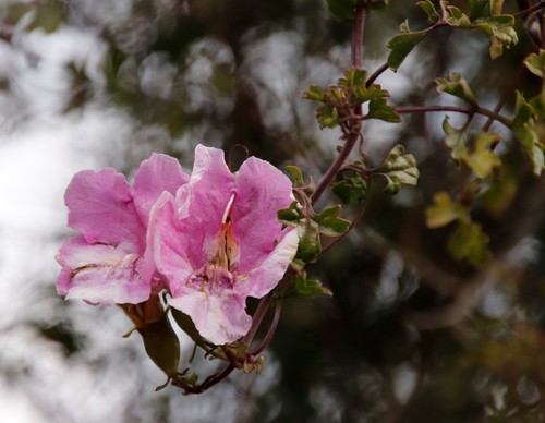 Buttonia superba (Buttonia superba)
