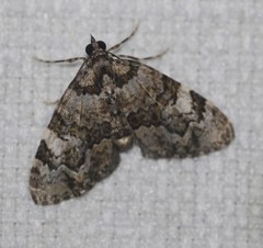 Heterochasta lasioplaca