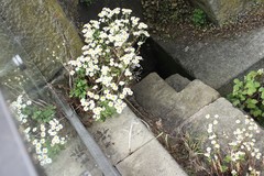 Tanacetum parthenium