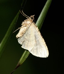 Crasilogia gressitti