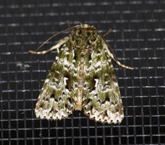 Thalatha bryochlora
