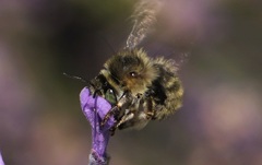 Anthophora quadrimaculata