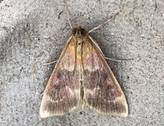 Pyrausta signatalis