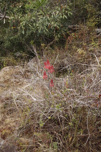 Aloe affinis (Aloe affinis)