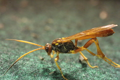 Callajoppa cirrogaster