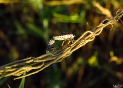 Eurydema ornata