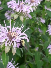 Bombus bimaculatus