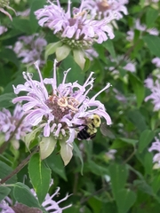 Bombus bimaculatus