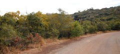 Albizia harveyi