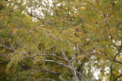 Albizia harveyi