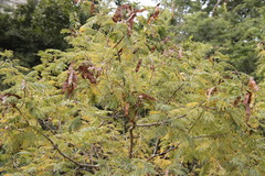 Albizia harveyi