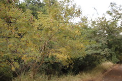 Albizia harveyi