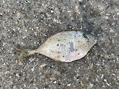 Chloroscombrus chrysurus