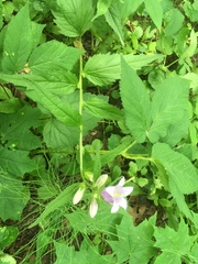 Campanula trachelium