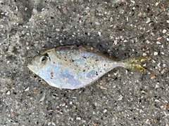 Chloroscombrus chrysurus