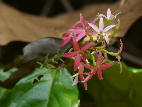 Combretum malabaricum (Bedd.) Sujana, Ratheesh & Anil Kumar