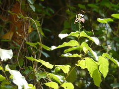 Combretum malabaricum