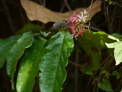 Combretum malabaricum