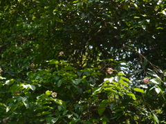 Combretum malabaricum