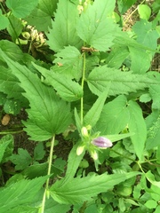 Campanula trachelium