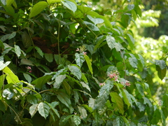Combretum malabaricum
