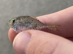 Chloroscombrus chrysurus