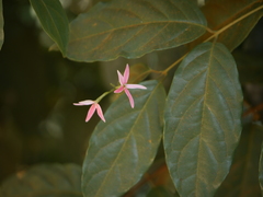 Combretum malabaricum