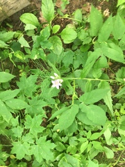 Campanula trachelium