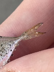 Chloroscombrus chrysurus