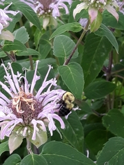 Bombus bimaculatus