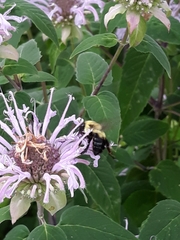 Bombus bimaculatus