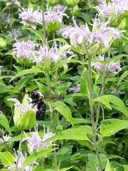 Xylocopa virginica
