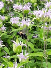 Xylocopa virginica