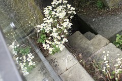 Tanacetum parthenium