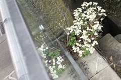 Tanacetum parthenium