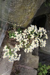 Tanacetum parthenium