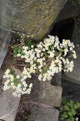 Tanacetum parthenium
