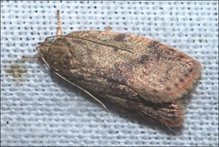 Garrha limbata