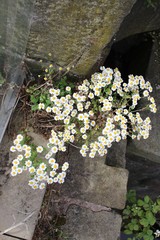Tanacetum parthenium