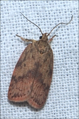 Garrha repandula