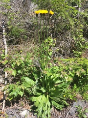 Hypochaeris maculata