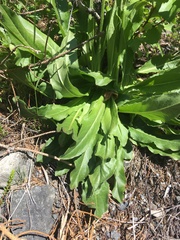 Hypochaeris maculata