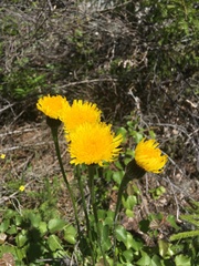 Hypochaeris maculata